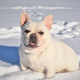 Pina Colada - French Bulldog