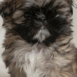 Shih Tzu Puppies from Good Lil Shih Tzu
