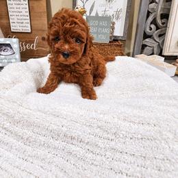 Copper - Red  male Poodle puppy in Midway City, California from Rapture Red Poodles