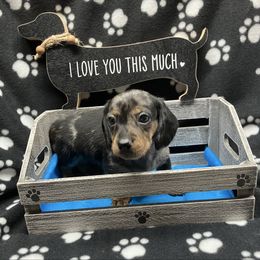 Bean - Dapple male Dachshund puppy in Saint Albans, Maine from Australian Cattle Cuties and littles