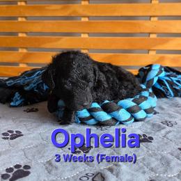 Ophelia - Black female Labradoodle puppy in Genoa City, Wisconsin from Sakura Pups