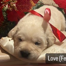Labrador Retriever Puppies from Sunflower Hill AKC Labrador Retriever Puppies