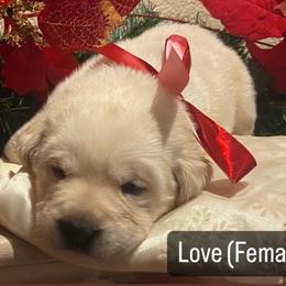 Labrador Retriever Puppies from Sunflower Hill AKC Labrador Retriever Puppies