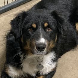 Aspen - Australian Shepherd