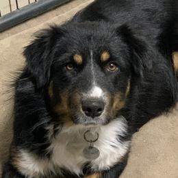 Aspen - Australian Shepherd