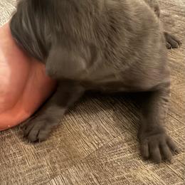 Girl 1 - Gray female Cane Corso puppy in New York from Ironside Cane Corso