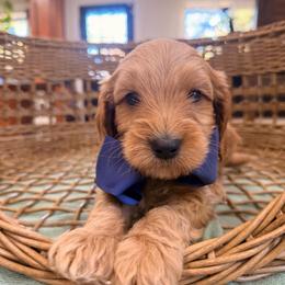 River blue collar - Apricot male Goldendoodle puppy in Shingle Springs, California from Creamy Retrievers