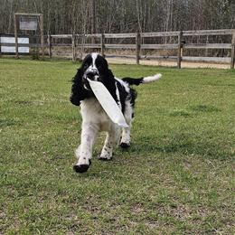 Mallee - English Springer Spaniel