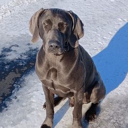 Weimaraners from Wren’s Weimaraner