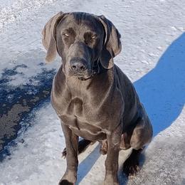 Weimaraners from Wren’s Weimaraner