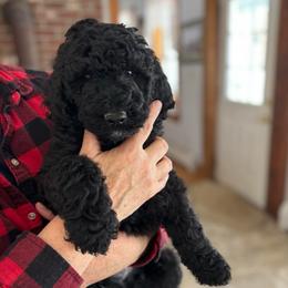 Fire - Black male Poodle puppy in St. Johnsbury, Vermont from Poodles of the Northern Woods