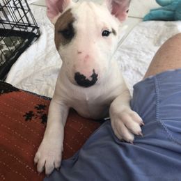 Miniature Bull Terrier Puppies from Tonka Miniature Bull Terriers