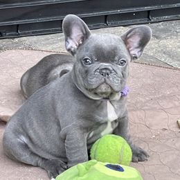 French Bulldog Puppies from Flat Face French Bulldogs