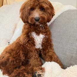 Riley - Australian Labradoodle