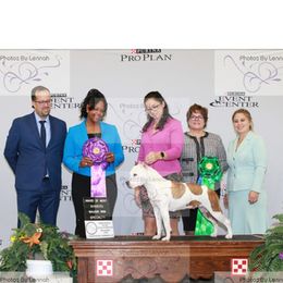 American Staffordshire Terriers from Buckeye Amstaffs