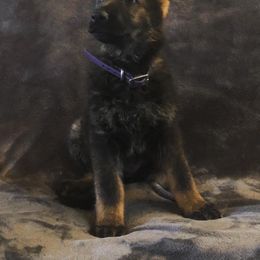 German Shepherd Puppies from Vecne Stesti German Shepherd Dogs