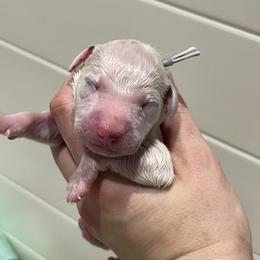 Gray - White and black female Dalmatian puppy in Austin, Texas from Dazzling Dalz