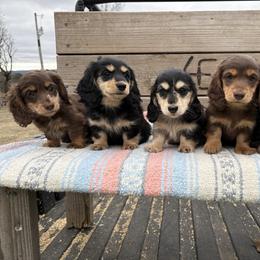 Dachshund Puppies from 4E Dachshunds