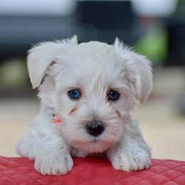 Pax jr - White male Miniature Schnauzer puppy in Sumner, Texas from 3M Kennels, LLC