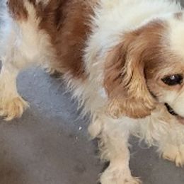 King - Cavalier King Charles Spaniel