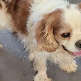 King - Cavalier King Charles Spaniel
