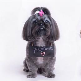 Shih Tzu puppies from Cutie Pie Shih Tzus