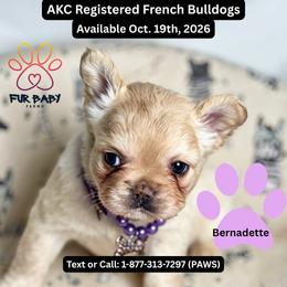 Bernadette - Cream female French Bulldog puppy in Michigan from Fur Baby Farms