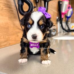 Molly - Tri-color female Bernedoodle puppy in West Haven, Utah from Split Mountain Doodles