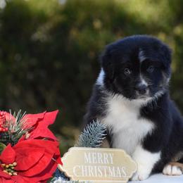 Lime - Black tri-color male Australian Shepherd puppy in Pilot, Virginia from Obsidian Australian Shepherd