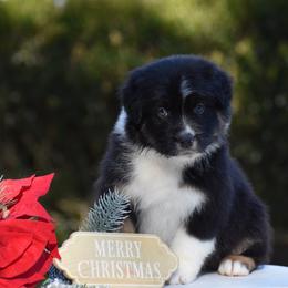 Lime - Black tri-color male Australian Shepherd puppy in Pilot, Virginia from Obsidian Australian Shepherd