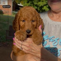Yellow Collar - Red  female Goldendoodle puppy in Winchester, Tennessee from Mahaffey’s Doodles