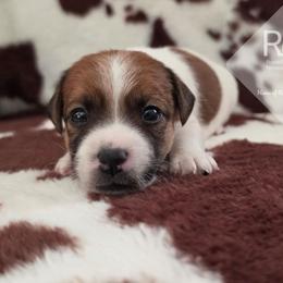Sonny - White and tan female Russell Terrier puppy in Harvel, Illinois from Ruff and Tumble Russell Terriers