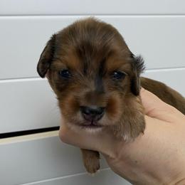 Millie- Reba - Red female Dachshund puppy in Wolf Lake, Indiana from Canisteo Dachshunds