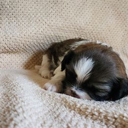 Boy 1 - Tricolor male Shih Tzu puppy in Alturas, California from Duarte's Shihtzu Puppies