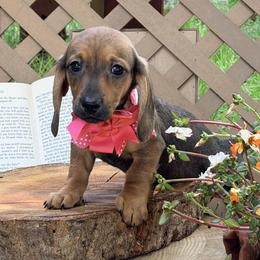 Salsa 2800 - Red female Dachshund puppy in Hendersonville, North Carolina from Snarky Doxy Miniature Dachshunds