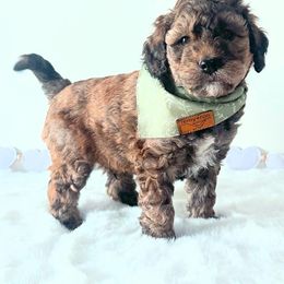 Cosmo - Sable male Bernedoodle puppy in Mc Kee, Kentucky from Jackson County Doodles