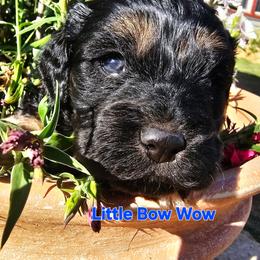 Little Bow Wow - Black white and tan male Cockapoo puppy in Indiahoma, Oklahoma from Phamily Doodles