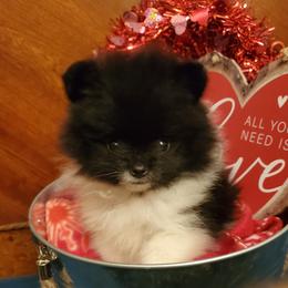 Pomeranian Puppies from Bluebonnet Pomeranians