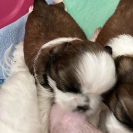 Braxton - Red and white male Shih Tzu puppy in Silver Lake, Oregon from Bling Shih Tzu