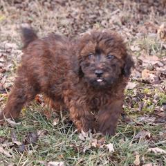 Jasper - Red male Whoodle puppy in West Bend, Iowa from Blue Skies Terriers
