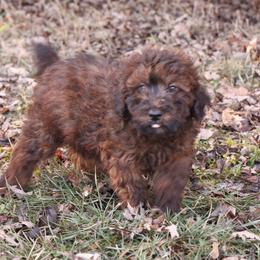 Jasper - Red male Whoodle puppy in West Bend, Iowa from Blue Skies Terriers