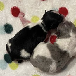 Pomeranians from Sparkle Poms