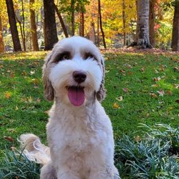 Birdie - Australian Labradoodle
