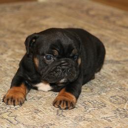 Licorice - Black tri-color female Bulldog puppy in Zionsville, Indiana from Midwest Bulldogs