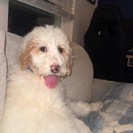 Goldendoodle Puppies from Magnolia Doodles co.