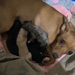 Chihuahua Puppies from Grandbaby Chihuahuas