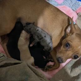 Chihuahua Puppies from Grandbaby Chihuahuas