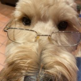 Goldendoodles from Doodles Divine