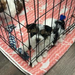 Male 1 - Tan and white male Yorkshire Terrier puppy in Kissimmee, Florida from Bebe AKC Puppies