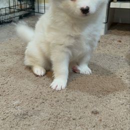 Jack - White male American Eskimo Dog puppy in Hesperia, California from Bella's American Eskimos